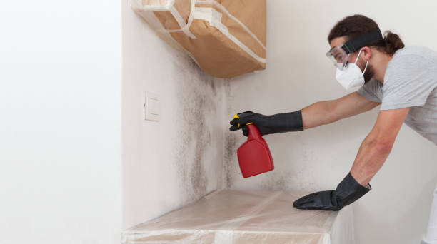 Basement Mold Remediation treatment on basement walls in Hialeah