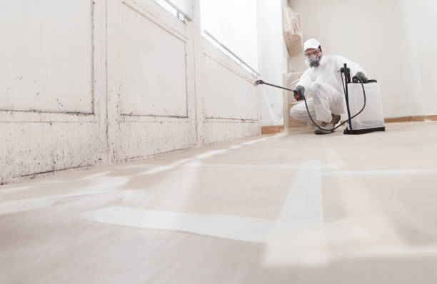 Black mold remediation team in Hialeah