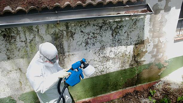 Mold Removal service in Hialeah